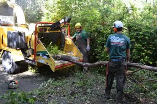 tree services St. James City